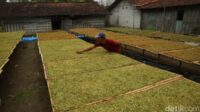 Aturan Baru Ancam Industri Tembakau Nasional? Simak Dampaknya!