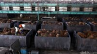 Ekspor CPO Naik 10%: Dampaknya pada Harga & Pasar