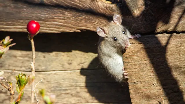 Rahasia Tikus Terungkap: Suara Kumisnya, Mereka Mendengarnya!