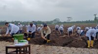 Gibran Rakabuming Raka Panen Tebu Banyuwangi: Hujan Deras Tak Halangi