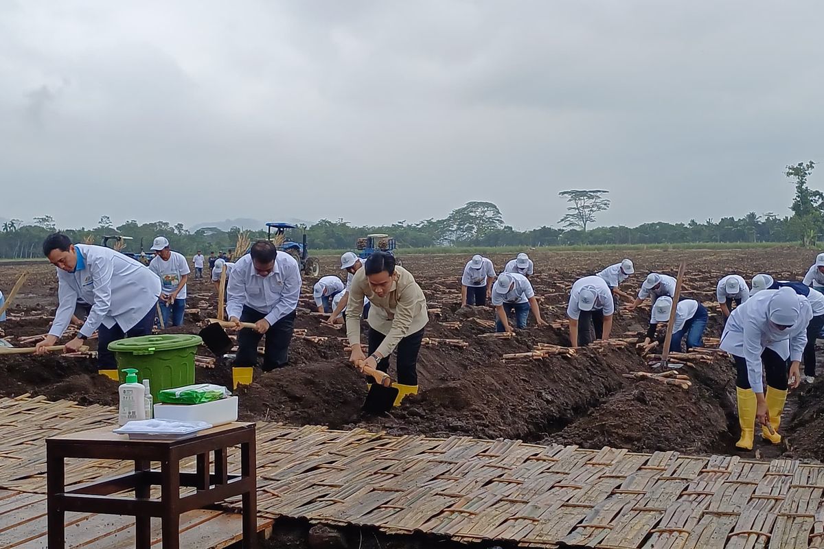 Gibran Rakabuming Raka Panen Tebu Banyuwangi: Hujan Deras Tak Halangi