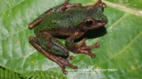 Katak Baru Ditemukan di Sulawesi: Spesies Unik BRIN Ungkap Detailnya