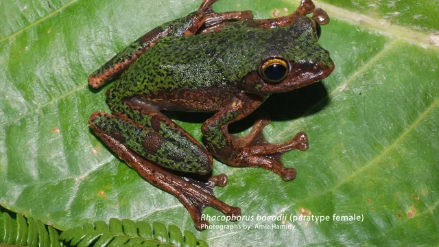 Katak Baru Ditemukan di Sulawesi: Spesies Unik BRIN Ungkap Detailnya