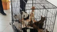 Kucing Liar RSUD Nunukan: Ancaman Bagi Pasien dan Kesehatan?