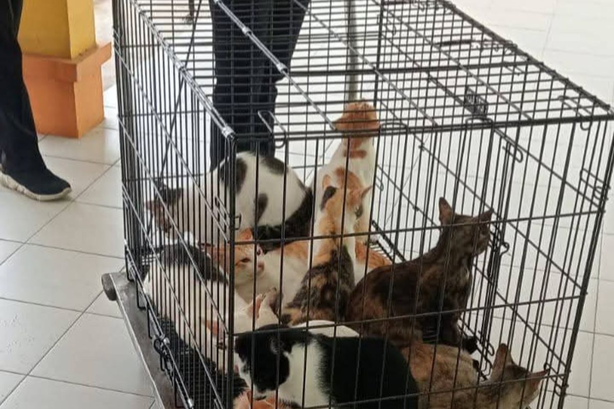 Kucing Liar RSUD Nunukan: Ancaman Bagi Pasien dan Kesehatan?