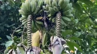 Rahasia Pohon Pisang Lebak: Dua Tandan Panen, Unik & Langka!