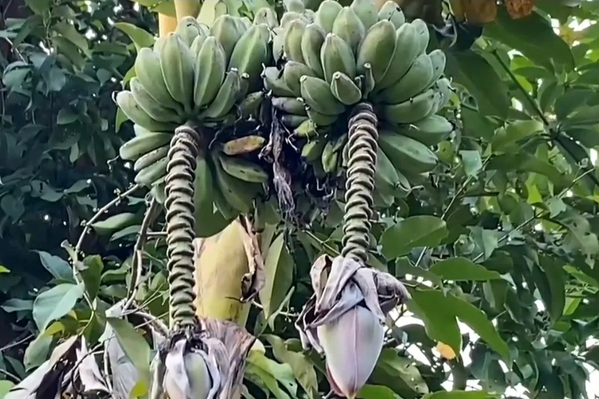 Rahasia Pohon Pisang Lebak: Dua Tandan Panen, Unik & Langka!
