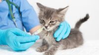 Sterilisasi Kucing Gratis Jakarta Timur: 2000 Kuota Tersedia!