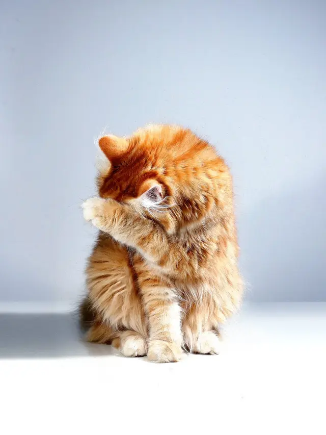 Redam Alergi Kucing? Coba Makan Telur Ayam!